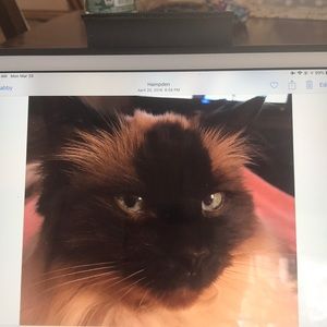 Meet your Posher, Phyllis